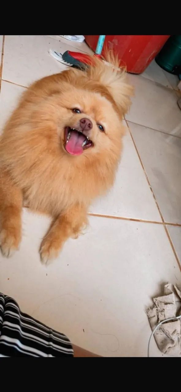 spitz com pedigree - Foto 2