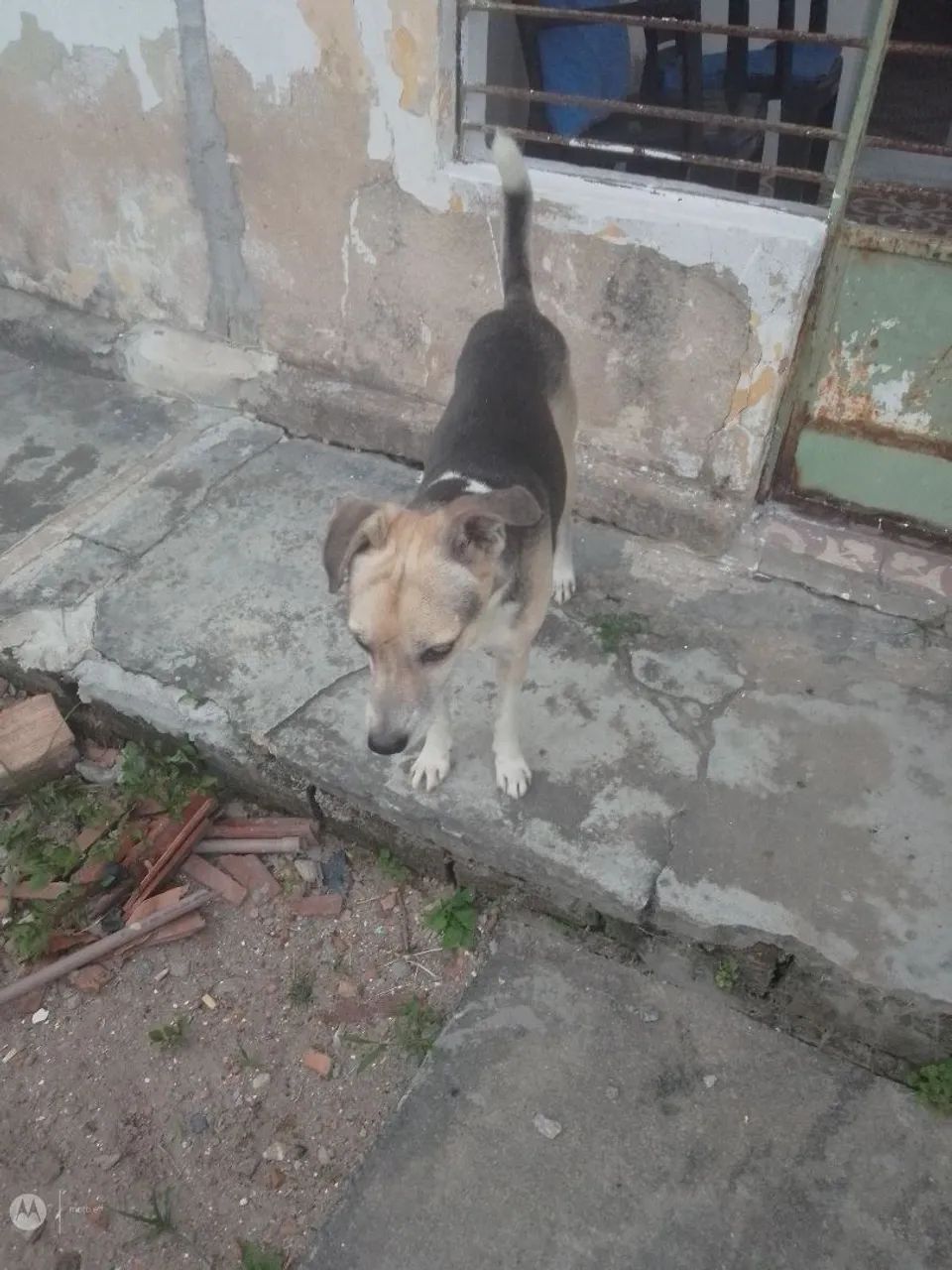 Cachorro excelente  - Foto 3