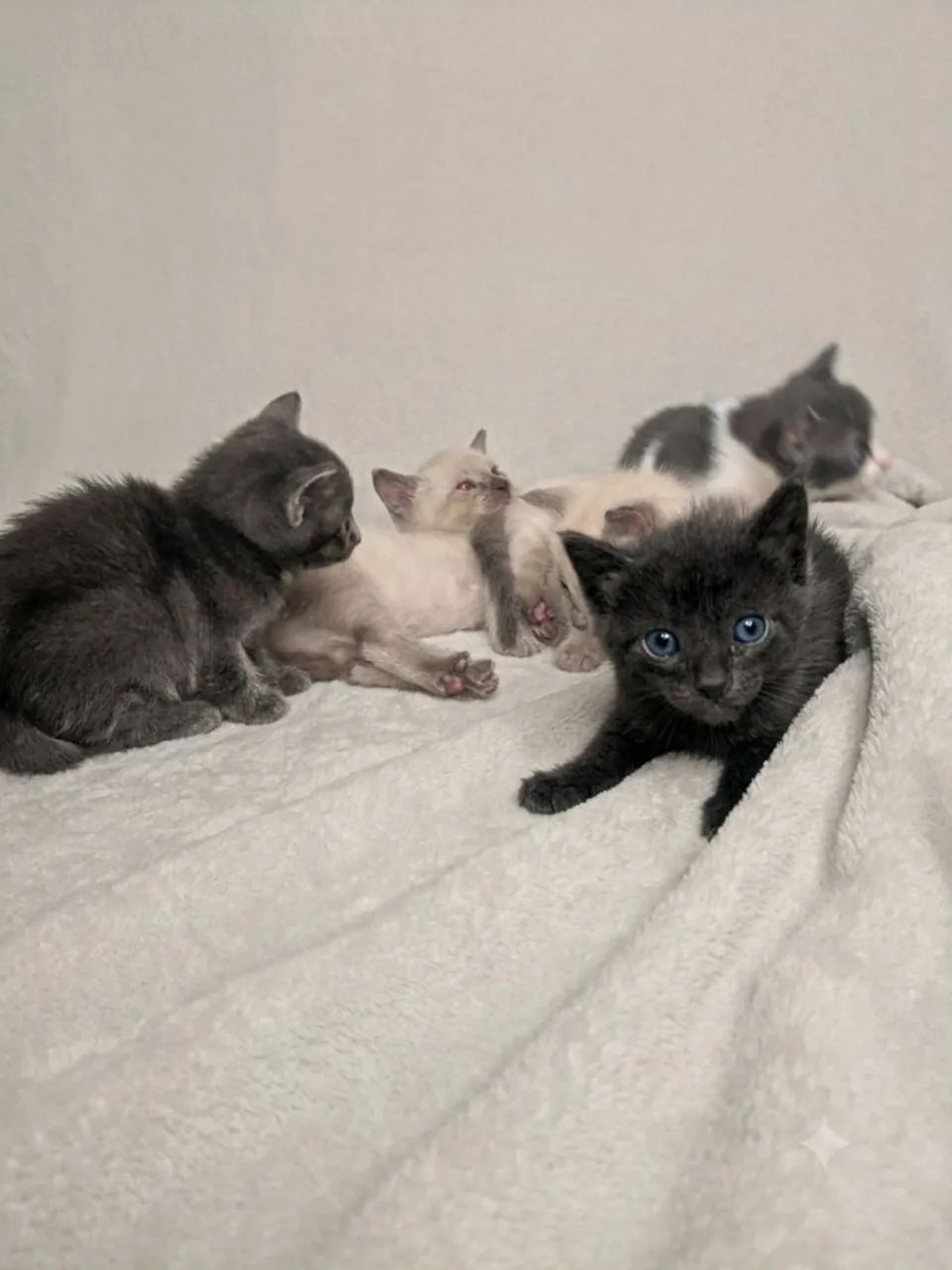 Gatos para doação 