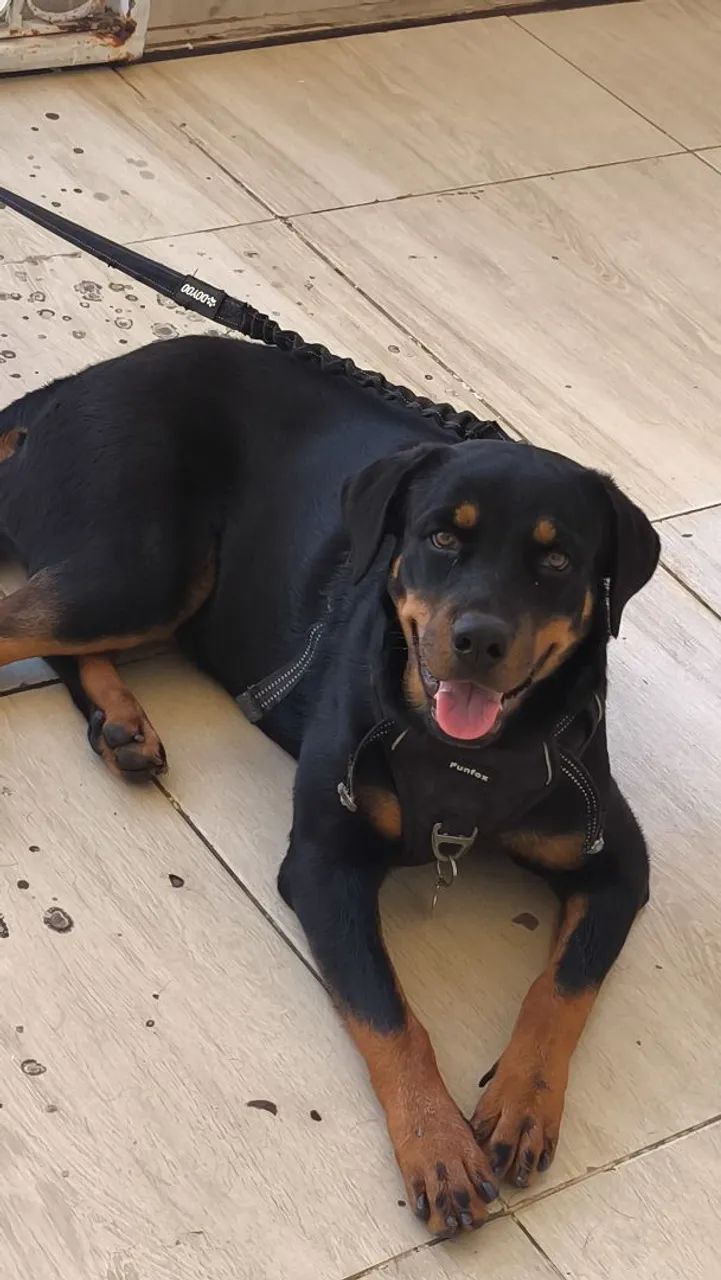 Rottweiler 