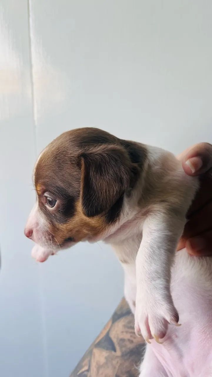 Filhote Pinscher Macho - Foto 5