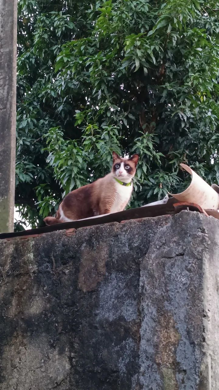Gatos - Foto 3