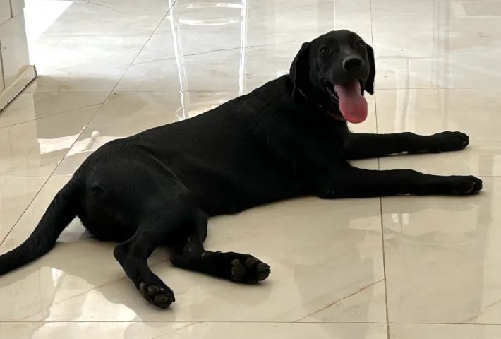 Adoção de cadela - Foto 2