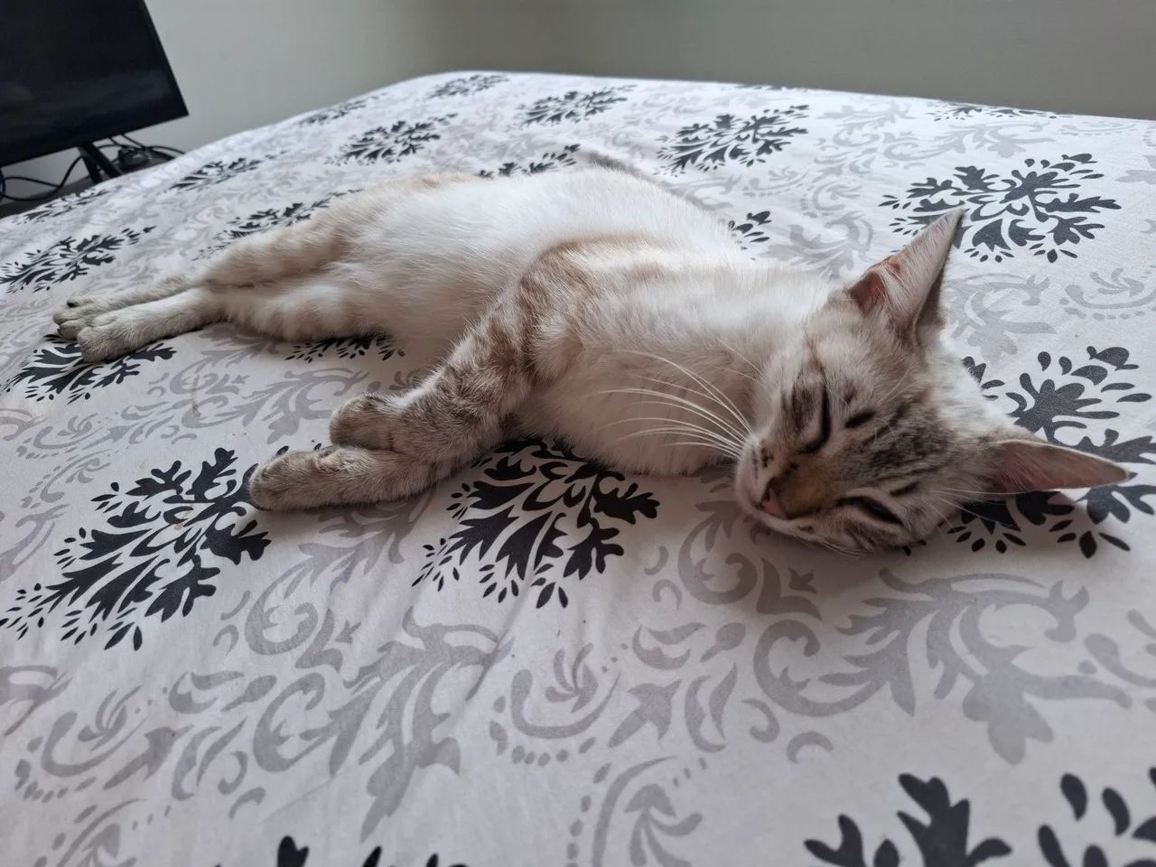Adoção de gata  - Foto 2