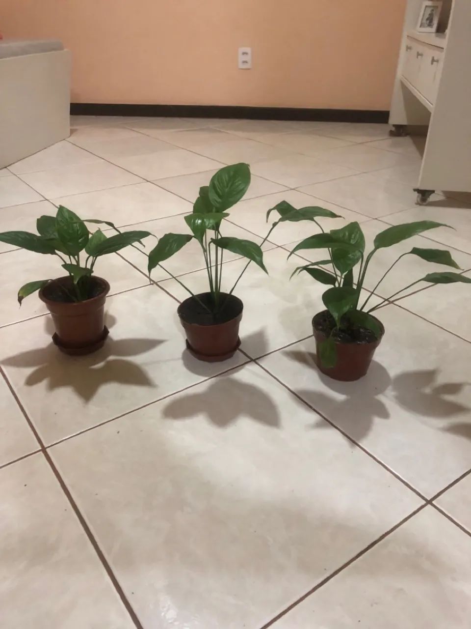 Plantas
