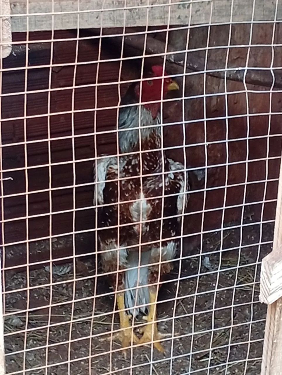 Galo indio  - Foto 3