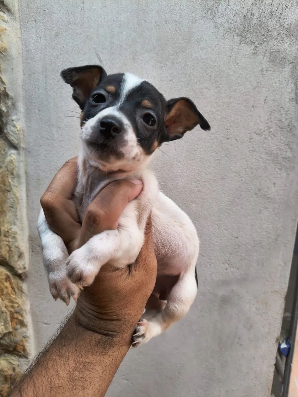 Pinscher 