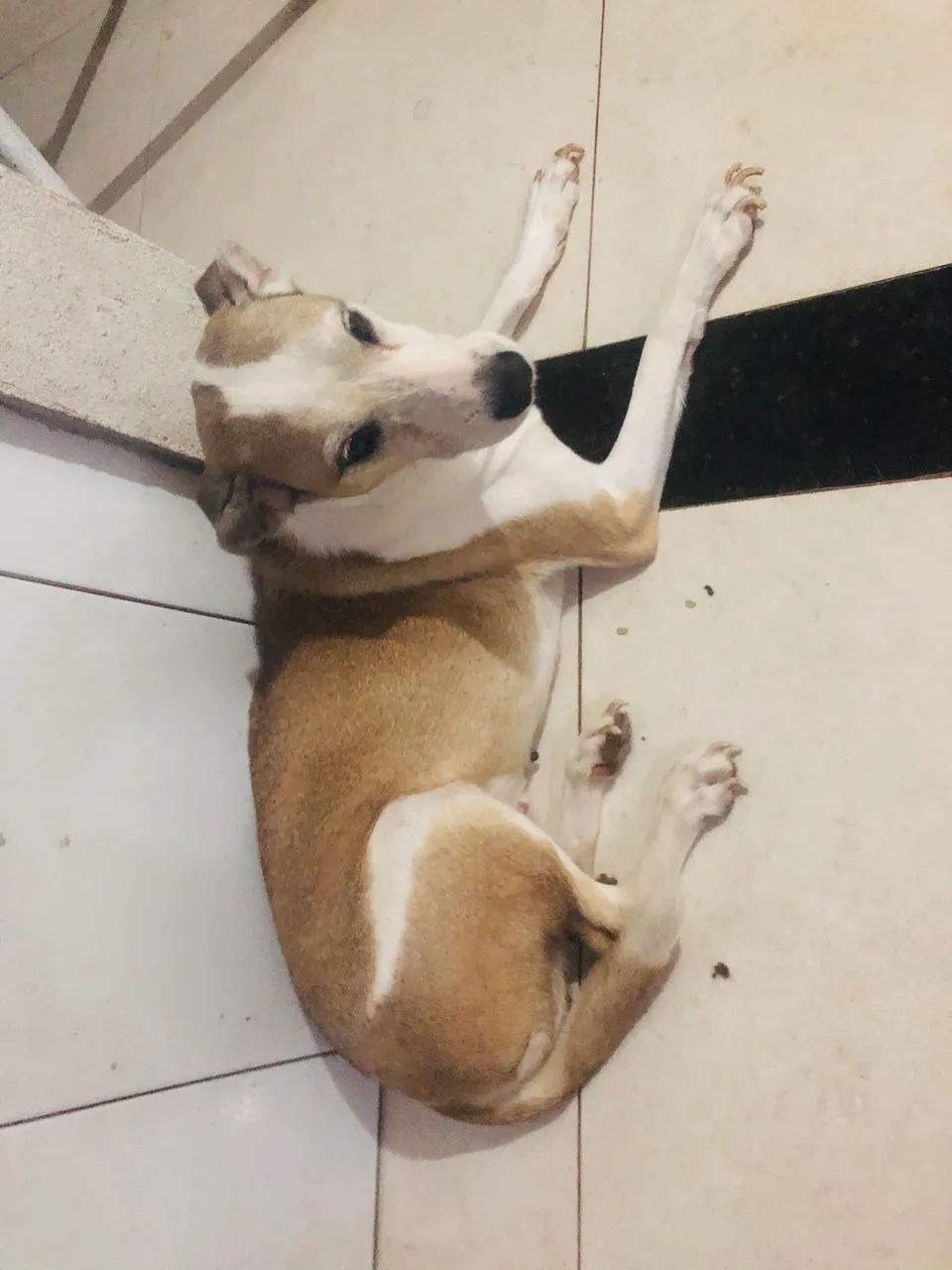 Cadela  - Foto 2