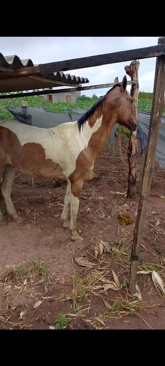 Cavalo  - Foto 3