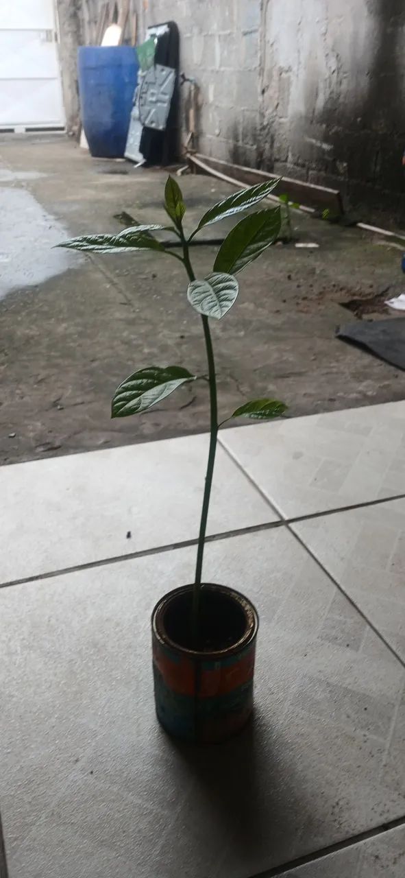 Muda de Abacate  - Foto 6