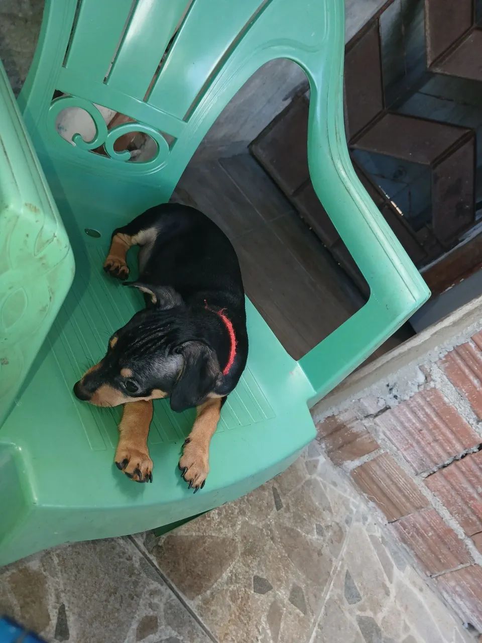 Pinscher macho n° 2  - Foto 4