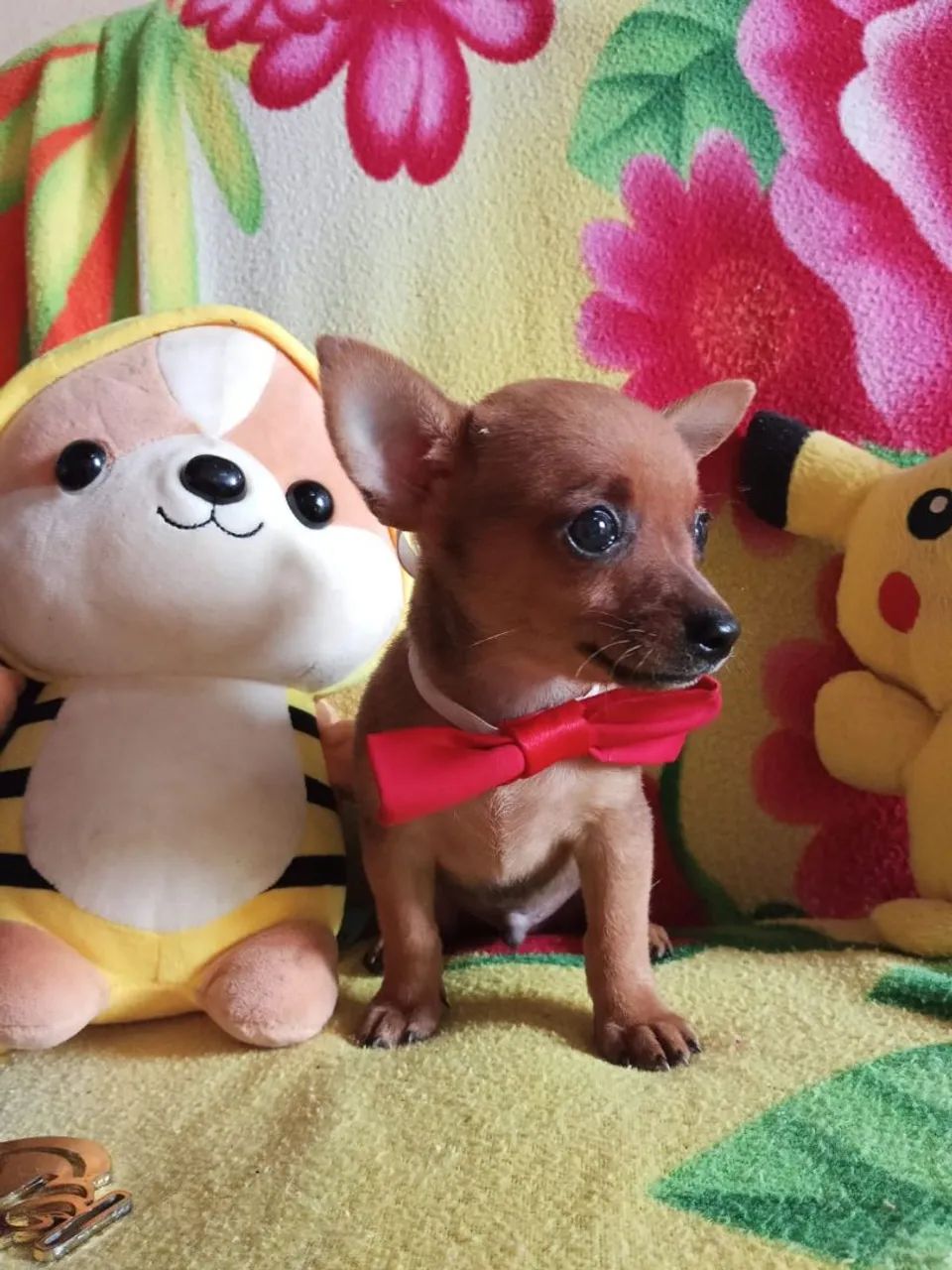 Disponível pinscher 