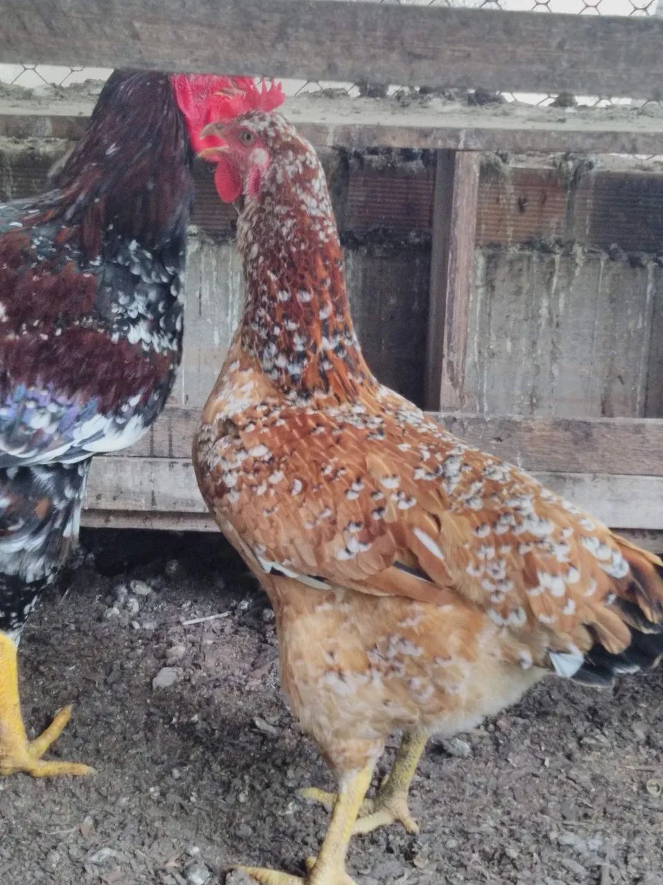 Ovos fértil GSB balão e pintinhos com 30 dias  - Foto 2