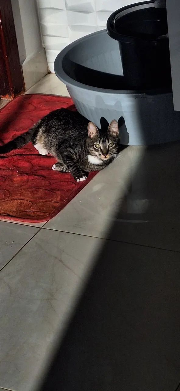 Gatinha Dócil para adoção - Foto 4
