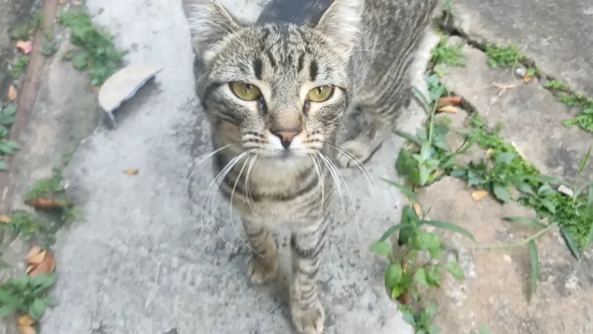 Doação de gata fêma, rajada, com 4 meses, muito dócil, no bairro Céu Azul