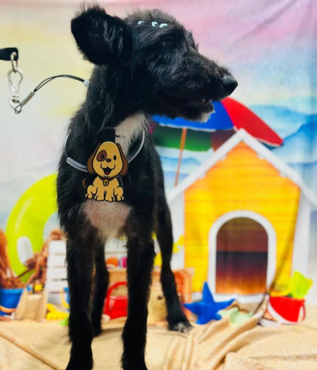 Cachorro ? pra adoção 