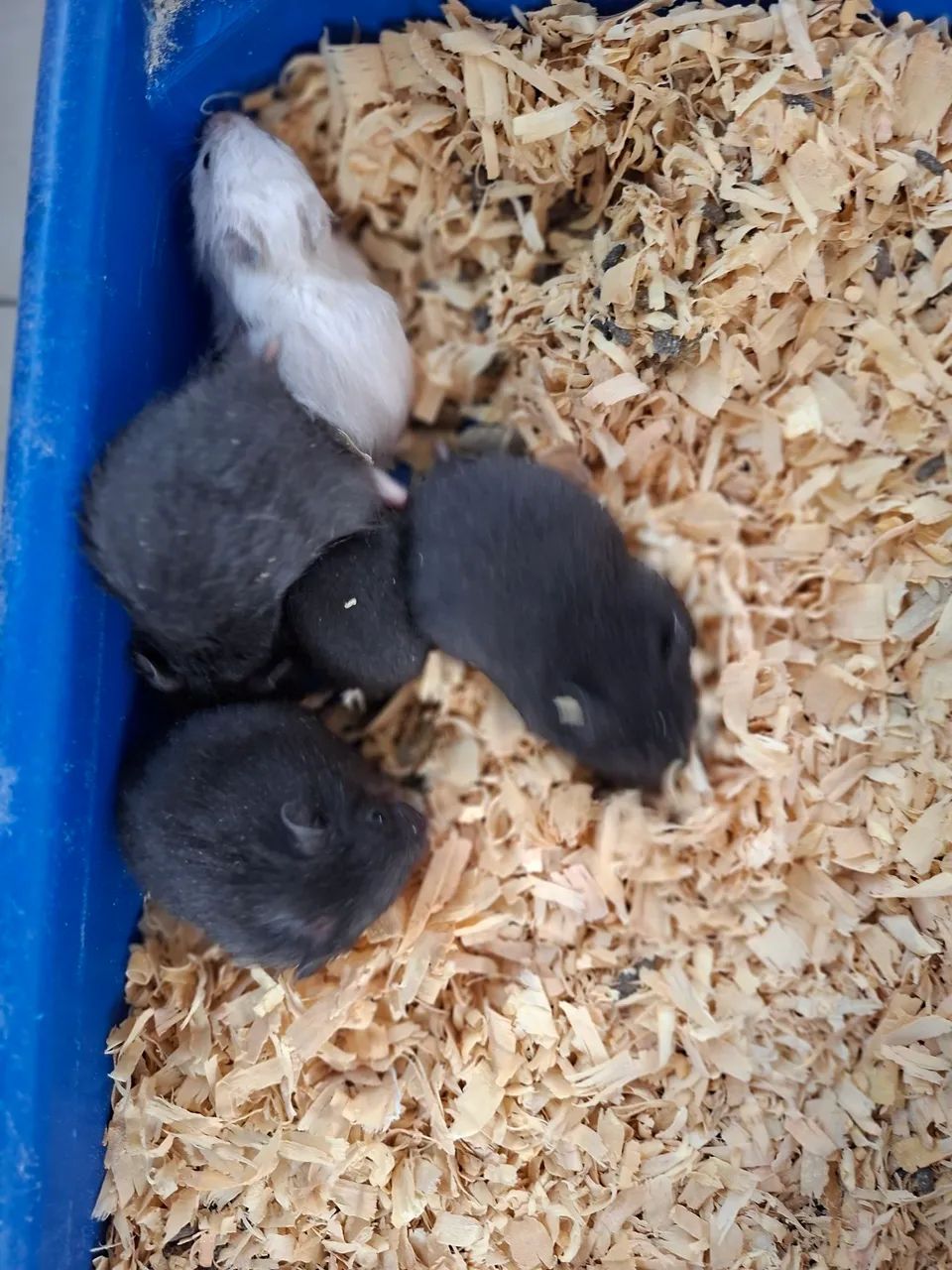 Hamster sírio  - Foto 3