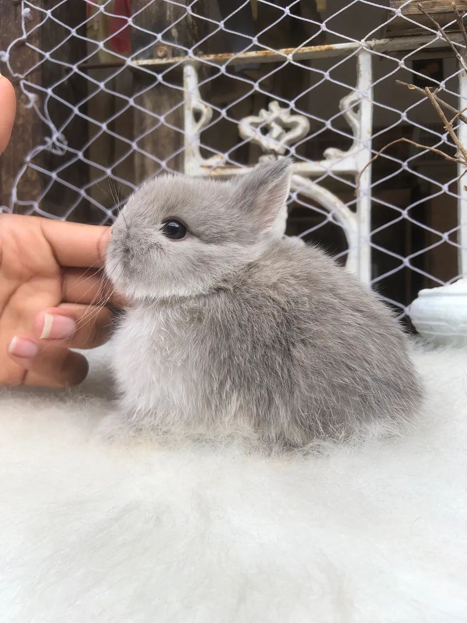 Coelho anão netherland dwarf linhagem importada - o menor do mundo 