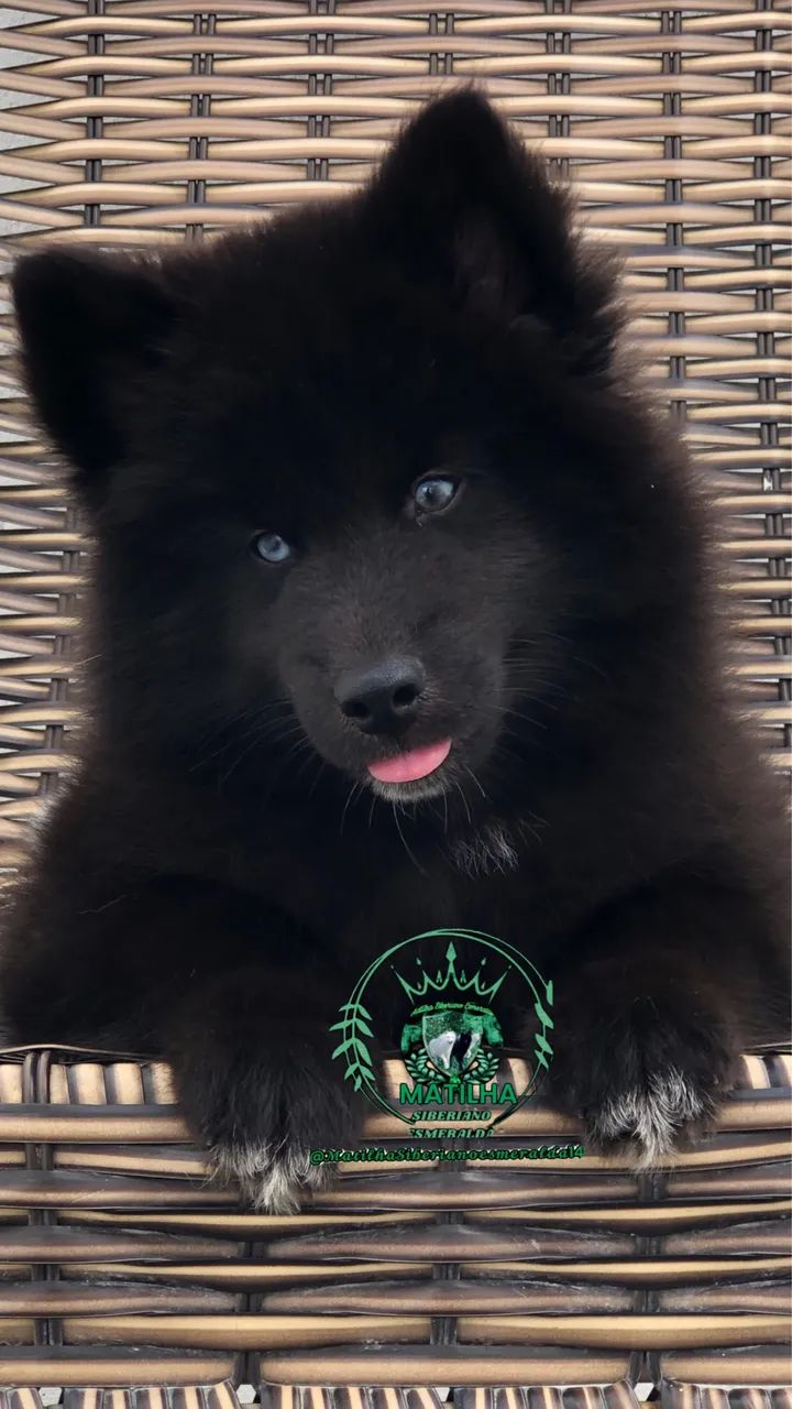 Filhotes de Husky Siberiano Wolly  - Foto 2