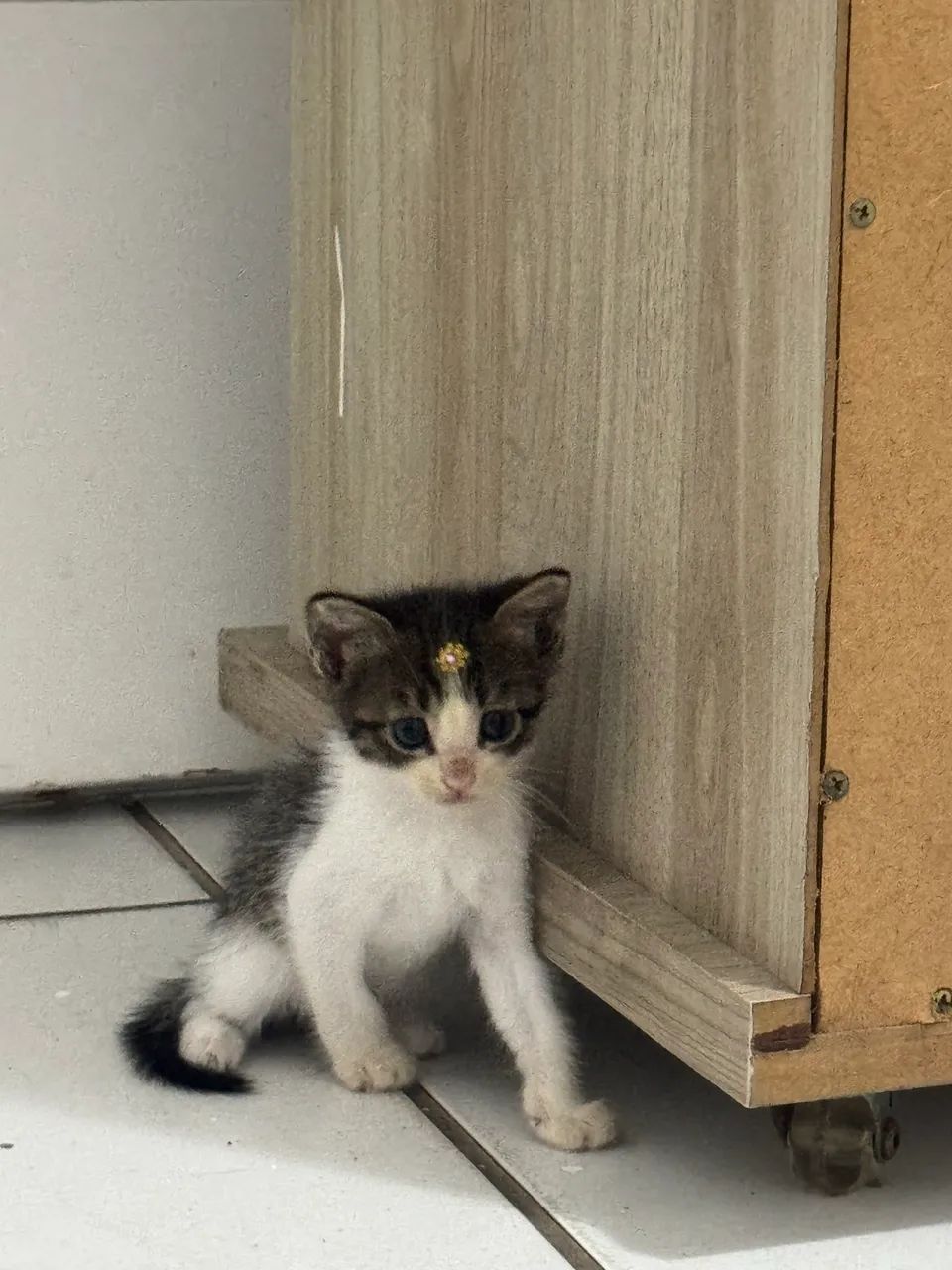 Doação responsável  - Foto 3