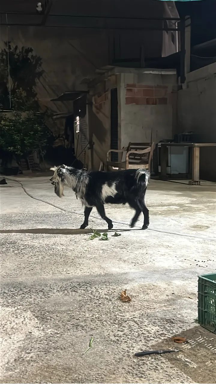 Mini cabrito  - Foto 4