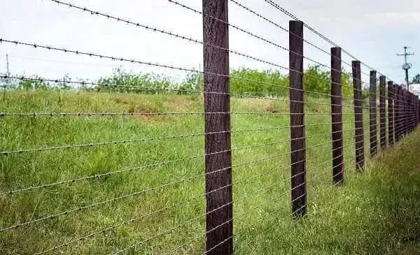Poda de árvore e construção de cerca para divisa  - Foto 2