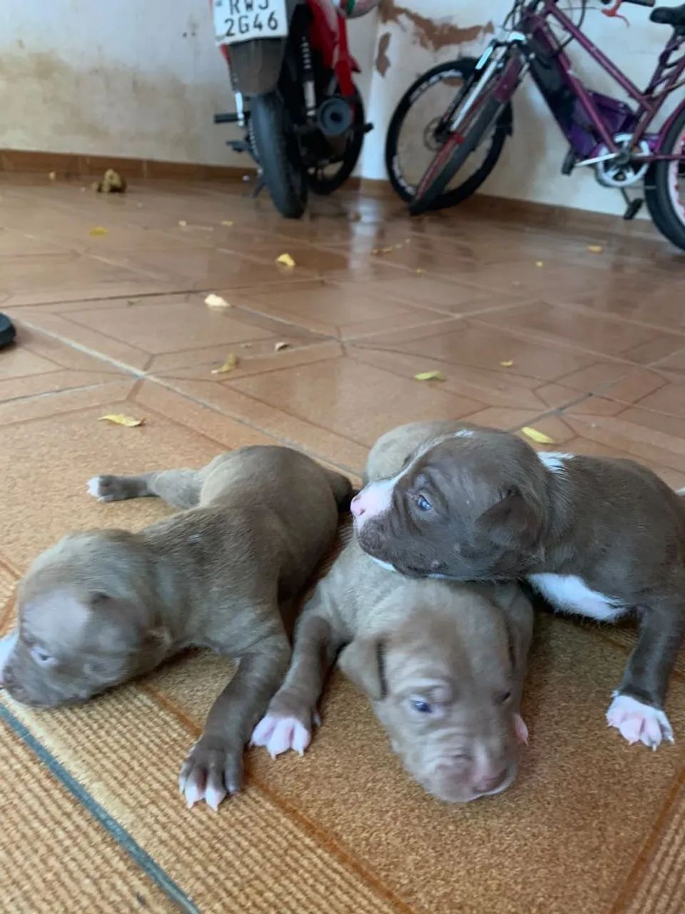 Cachorro raça Pitbull 