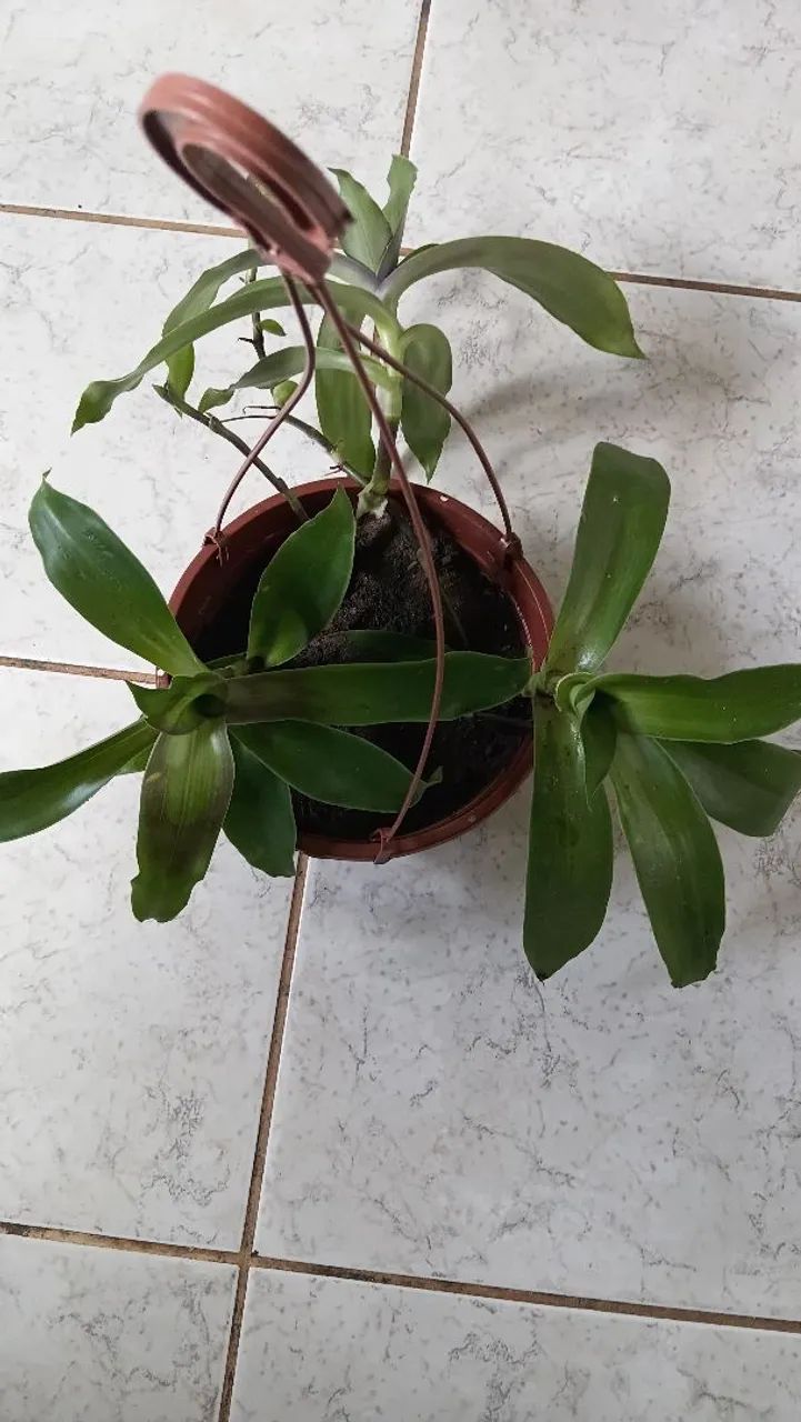 Plantas diversas - Foto 5