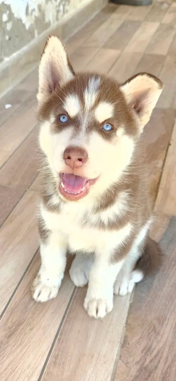 Husky siberiano