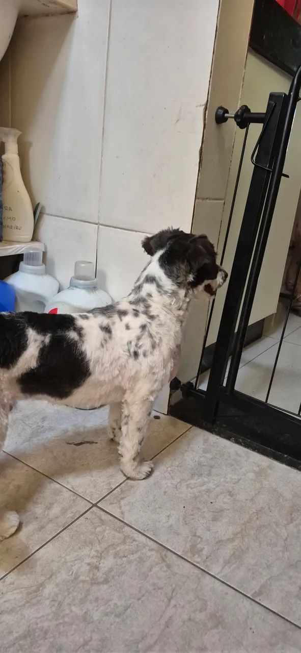 Mestiço de Shihtzu - Foto 4