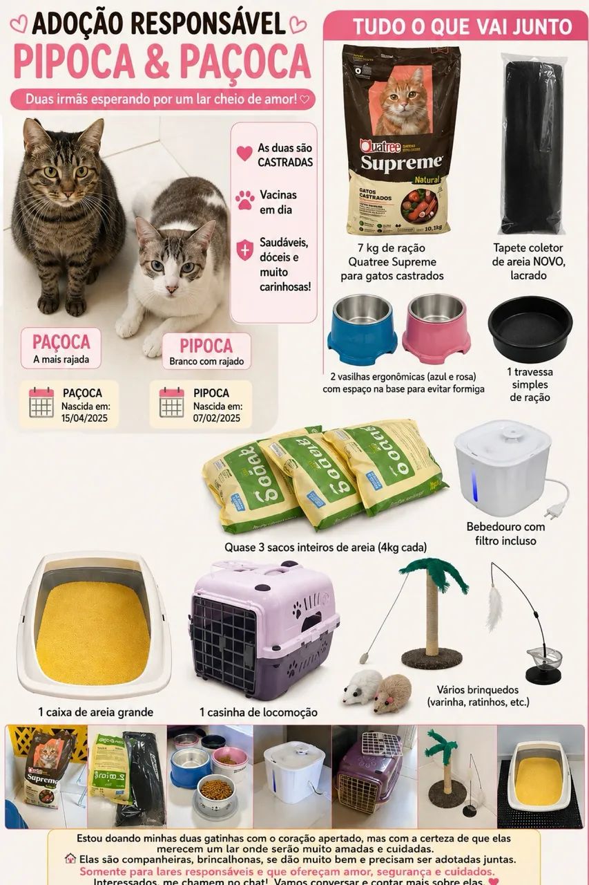 ADOÇÃO RESPONSÁVEL- 2 gatinhas castradas e vacinadas 