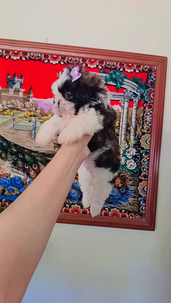 Filhotes mini shih tzu  - Foto 4