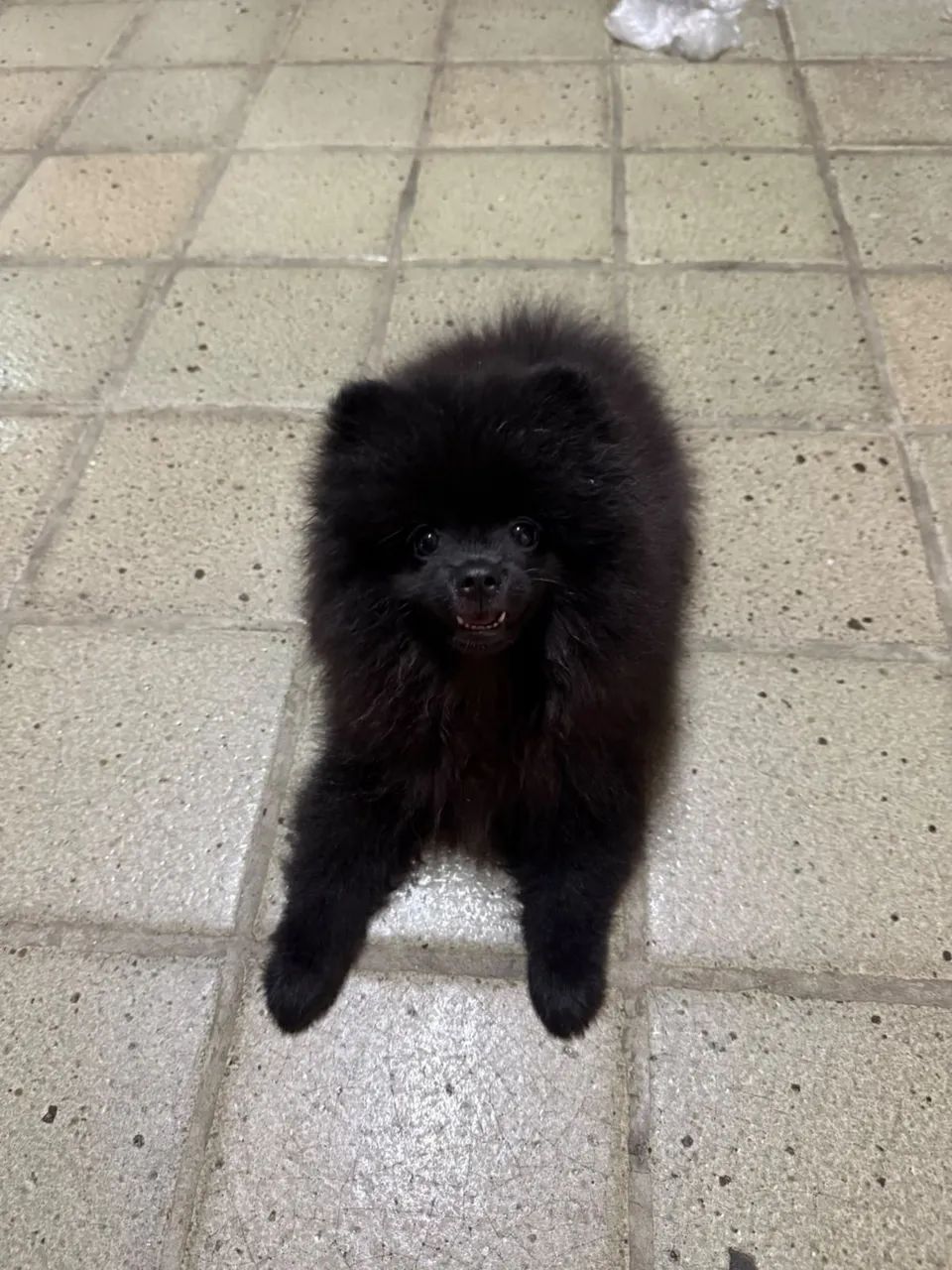 SPITZ ALEMÃO URSINHO  - Foto 4