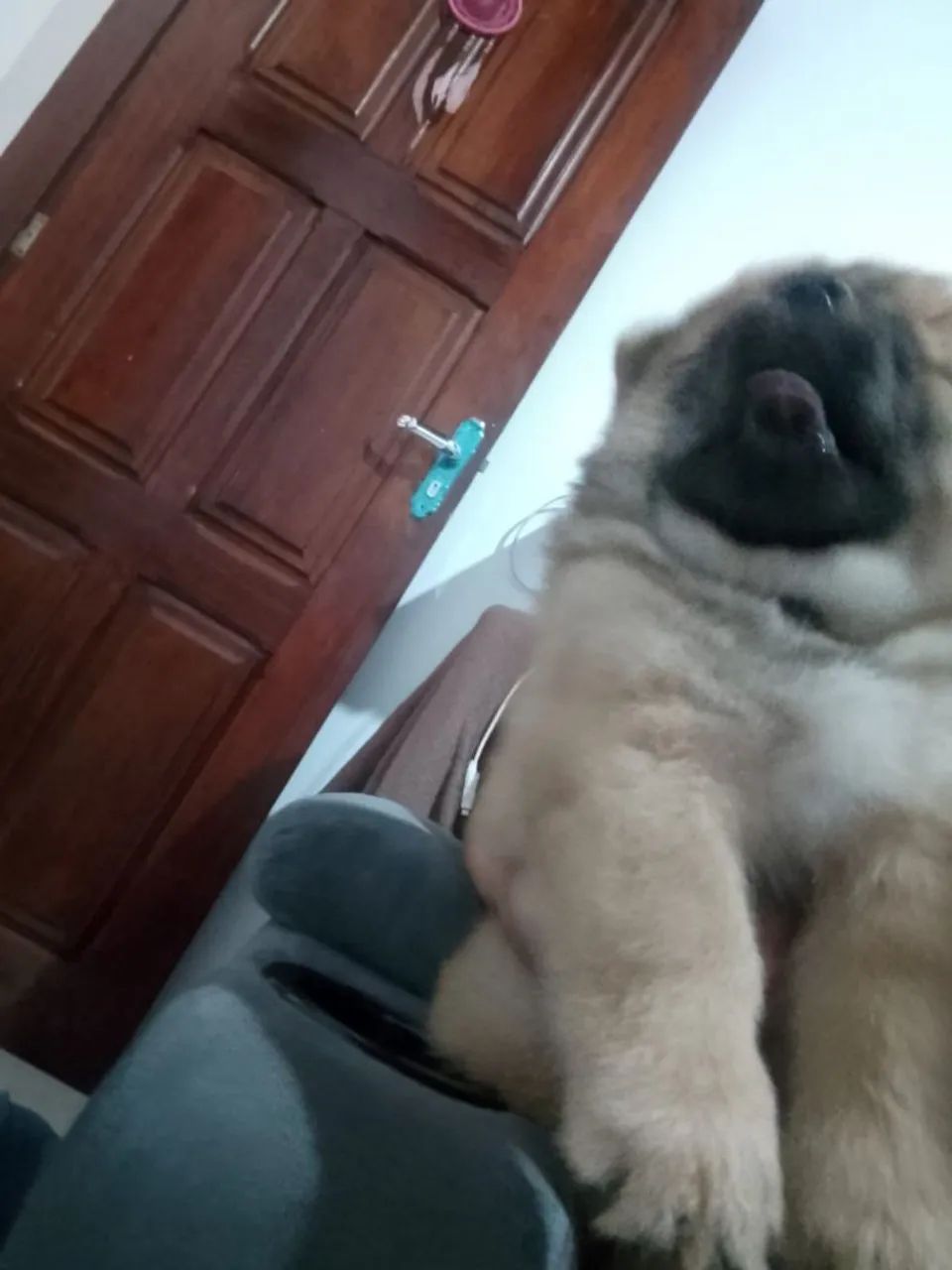 Filhote Chow Chow  - Foto 3