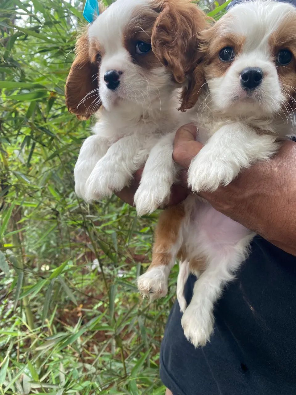 Cavalier filhotes com pedigree  - Foto 3