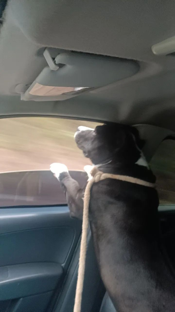 Doação de cachorro ?  - Foto 3