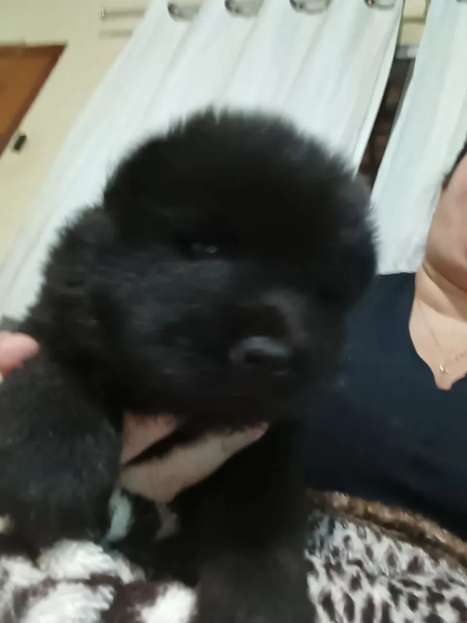 Filhote Fêmea de Chow-Chow  - Foto 5