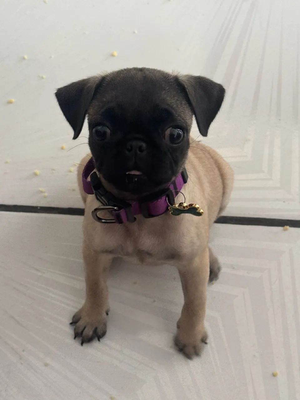 Pug fêmea 1500