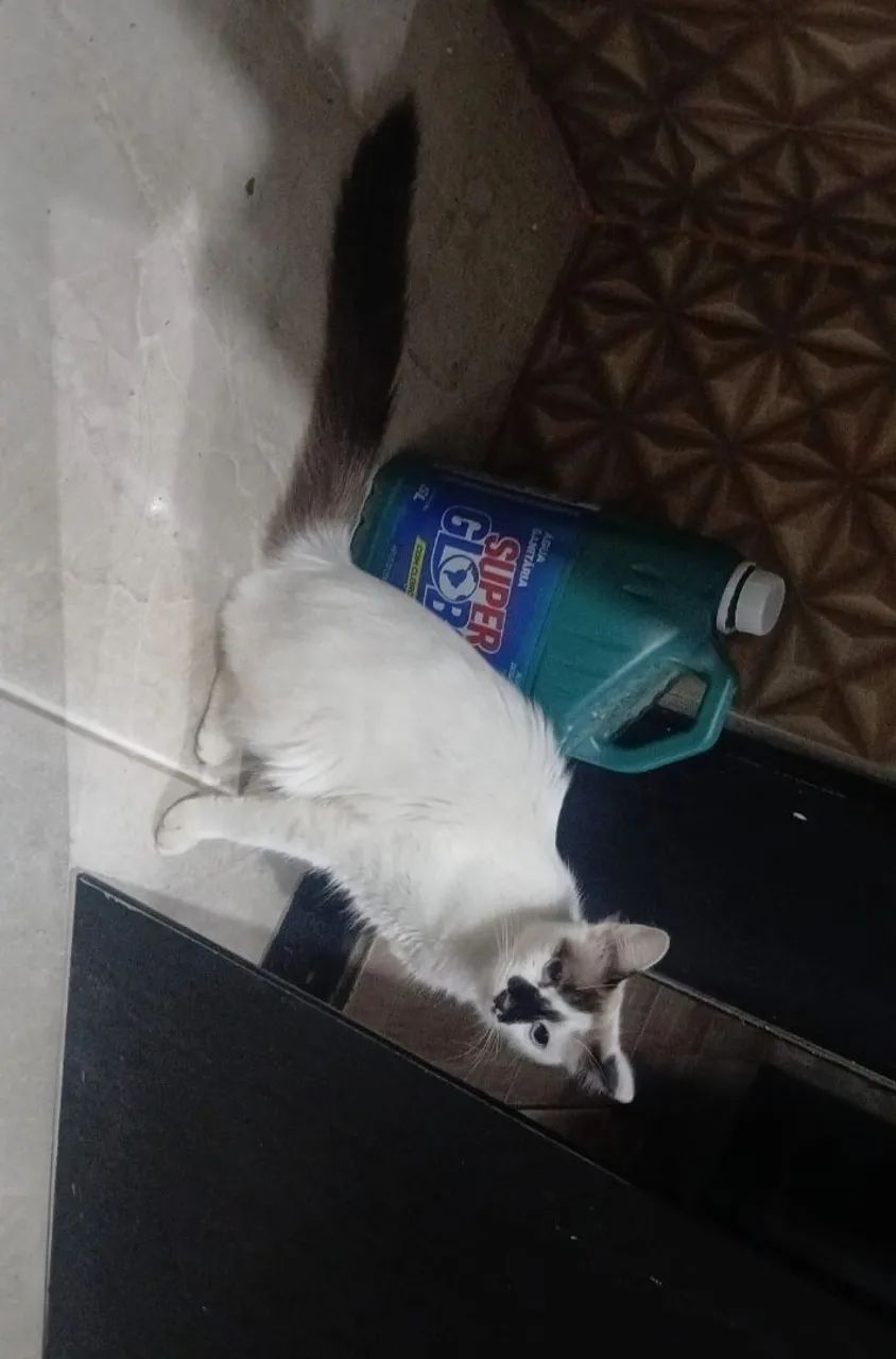 Doação Gata raça ANGORA? - Foto 3