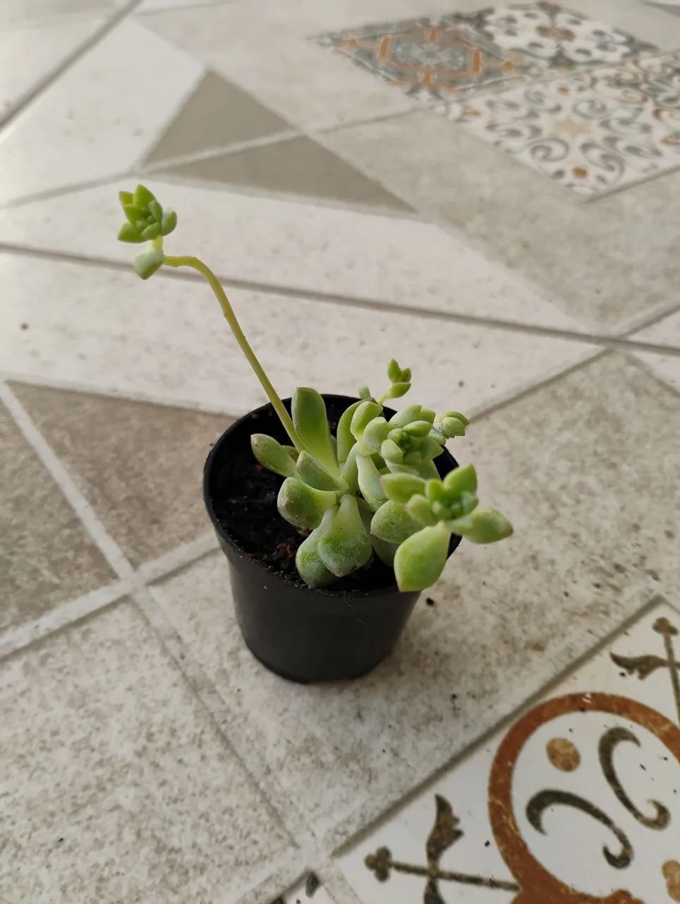 Cactos suculentas coleção  - Foto 3