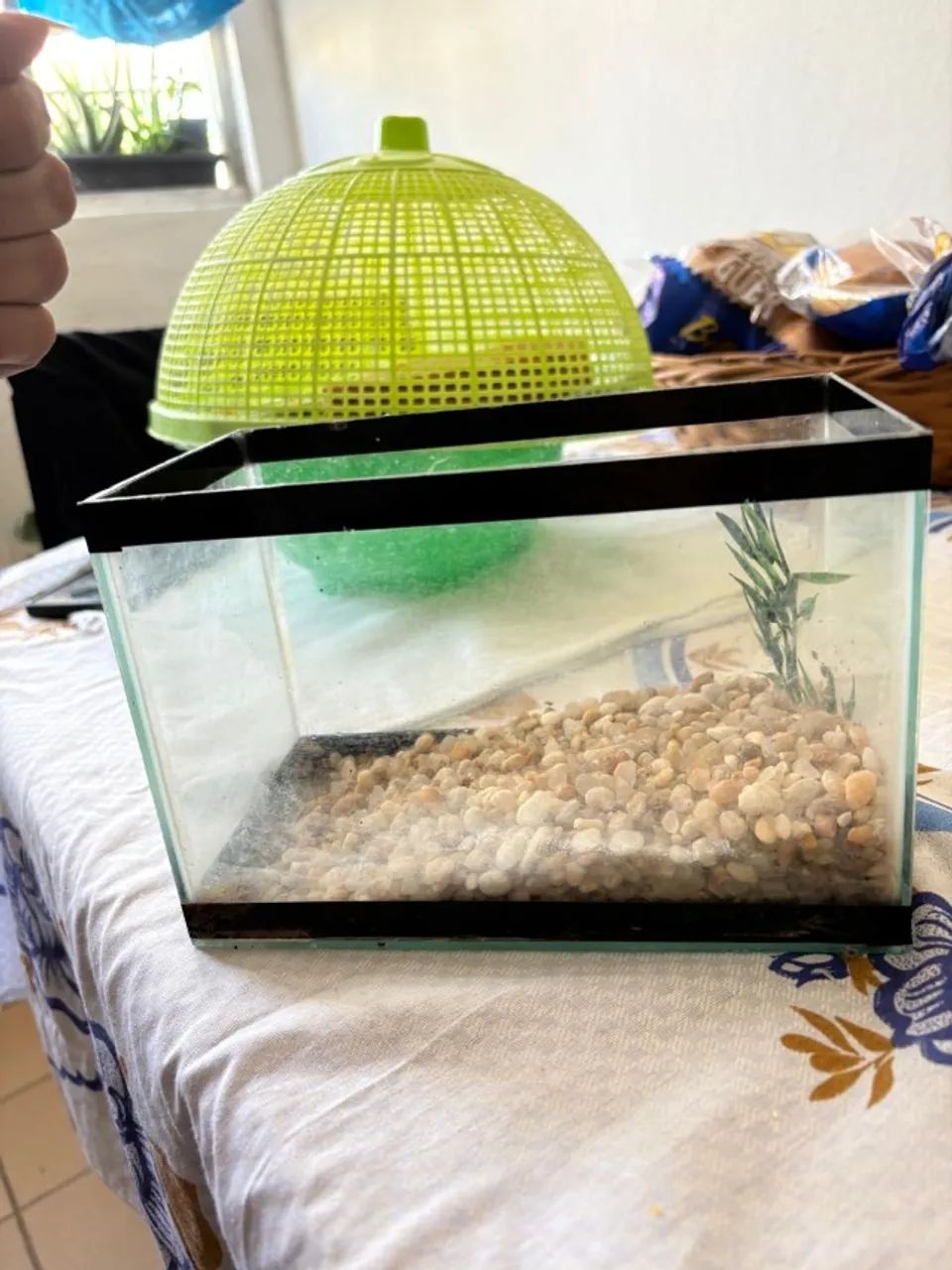 aquario