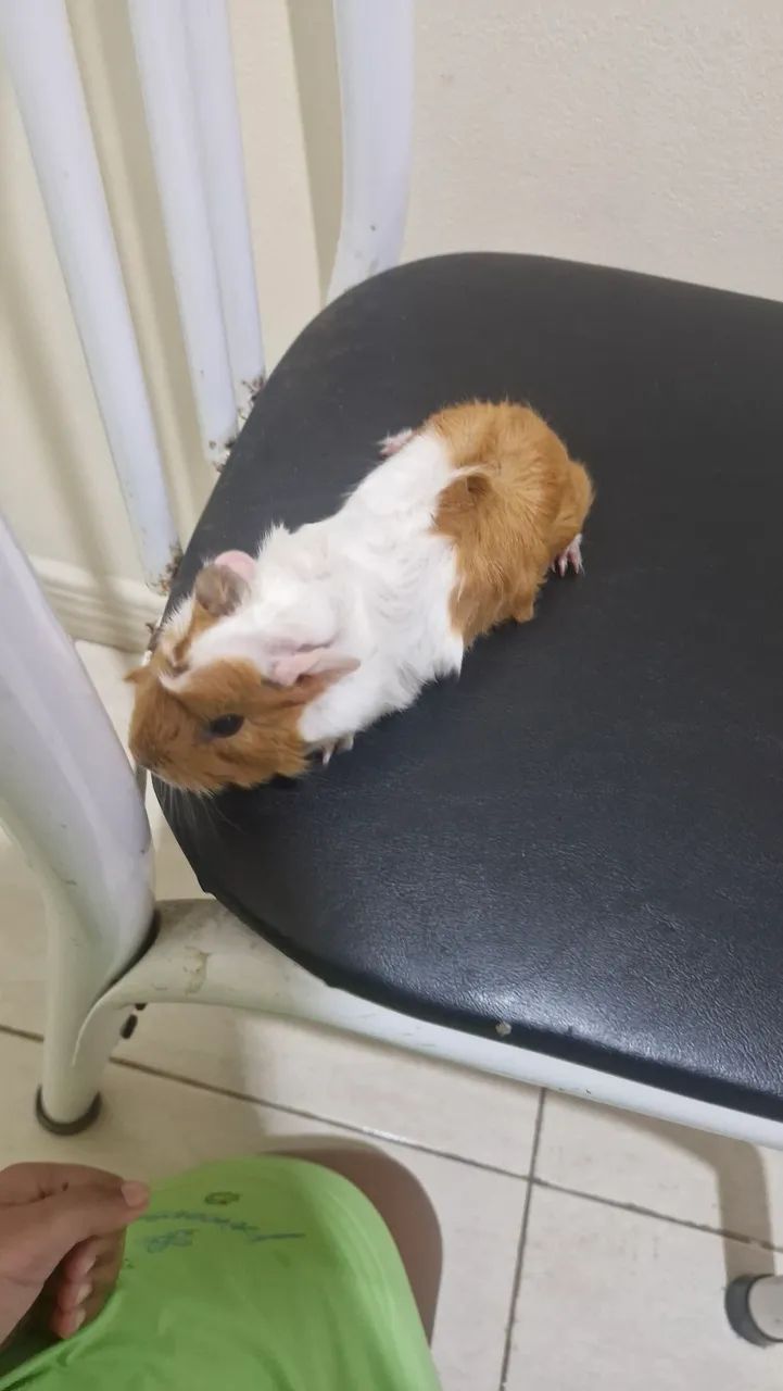 Porquinho Da Índia - Abissínio  - Foto 4