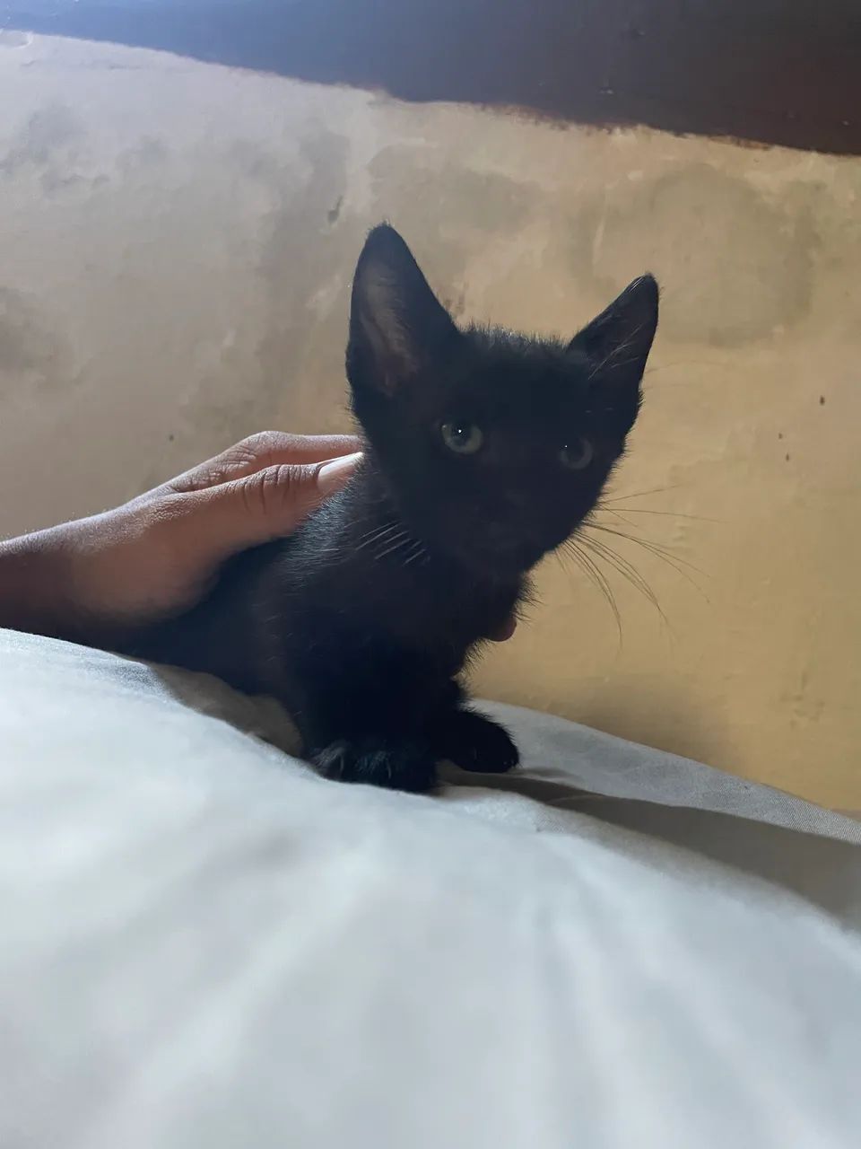 Adoção  - Foto 3