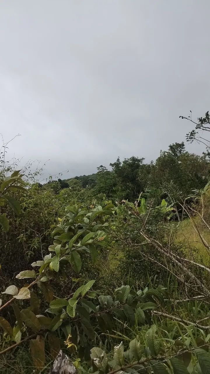 Sítio em Alagoa Nova as margens do Asfalto  - Foto 3