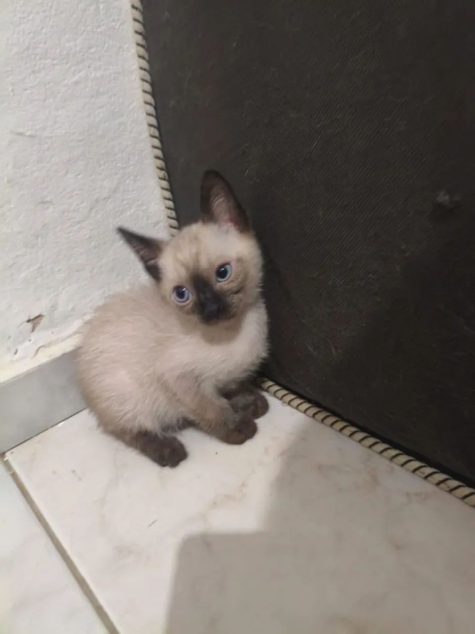 Doando gatinhos 