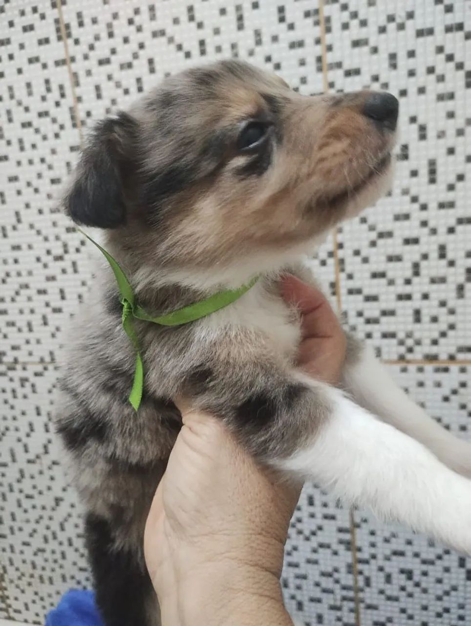 Bordie collie  - Foto 3