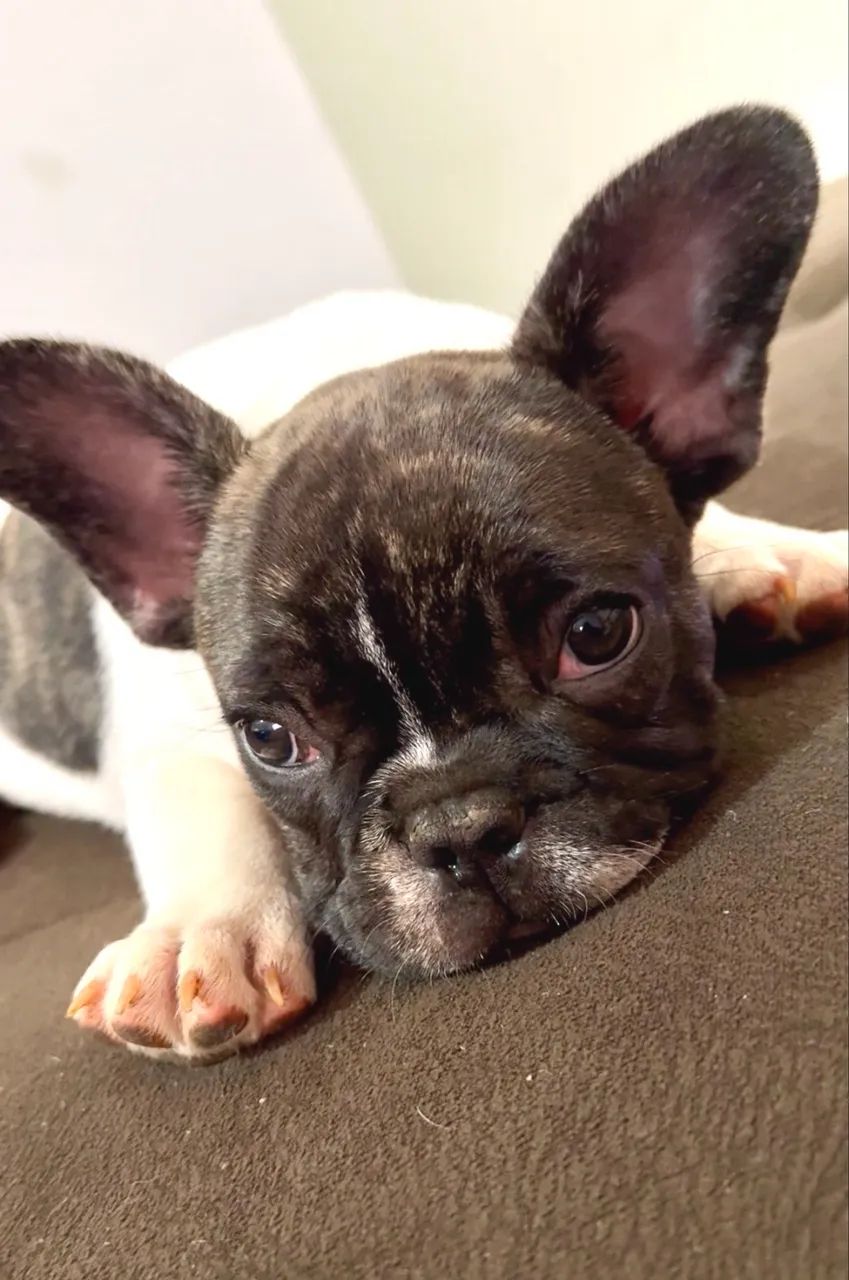 Buldogue francês filhotes 