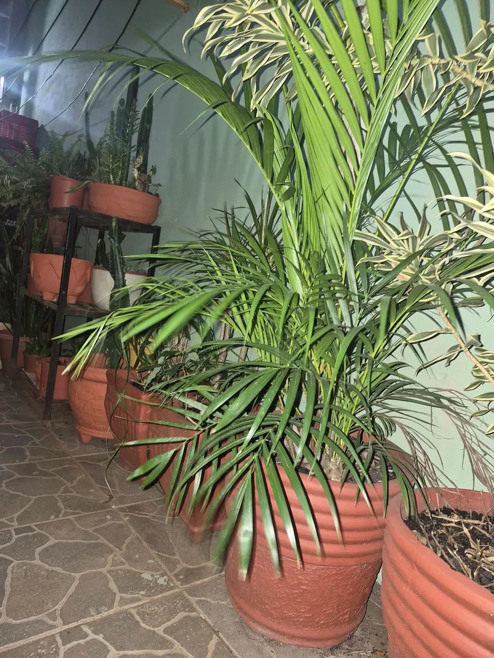 Palmeira
