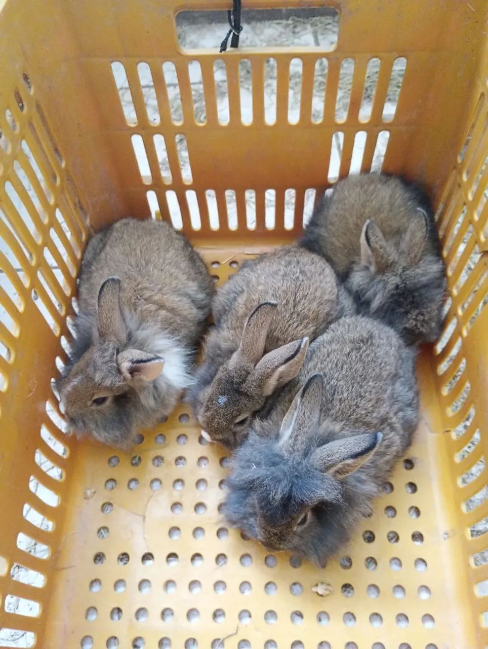 Vende-se filhotes coelho raça mini Lion Head puro  - Foto 5