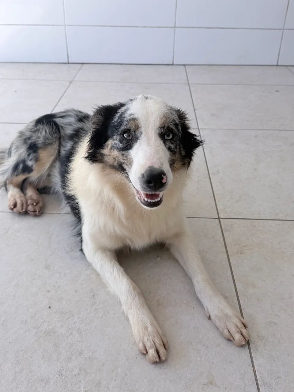 Border collie - Foto 2
